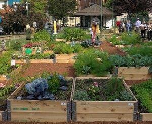 Capannori, bando per gli orti comunali: servono 20 “agricoltori”<br>
