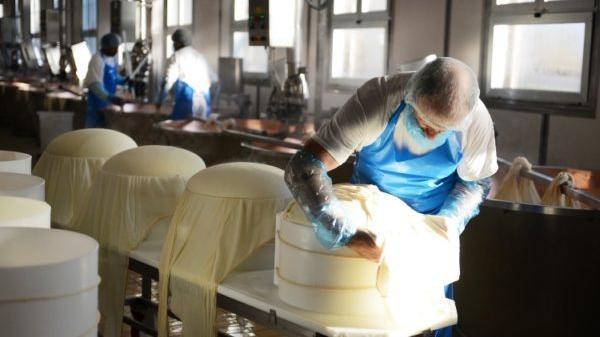 Caseifici aperti: ecco quali visitare in provincia di Reggio Emilia