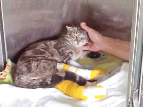 Gatto investito e gettato nel fosso a Copparo, Aidaa: "Che fine ha fatto?"