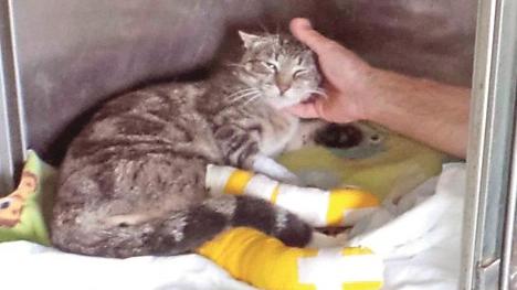 Gatto investito e gettato nel fosso a Copparo, Aidaa: "Che fine ha fatto?"