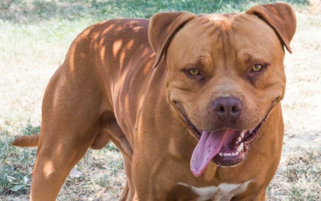 In casa con 13 pitbull: rischia di essere sbranata
