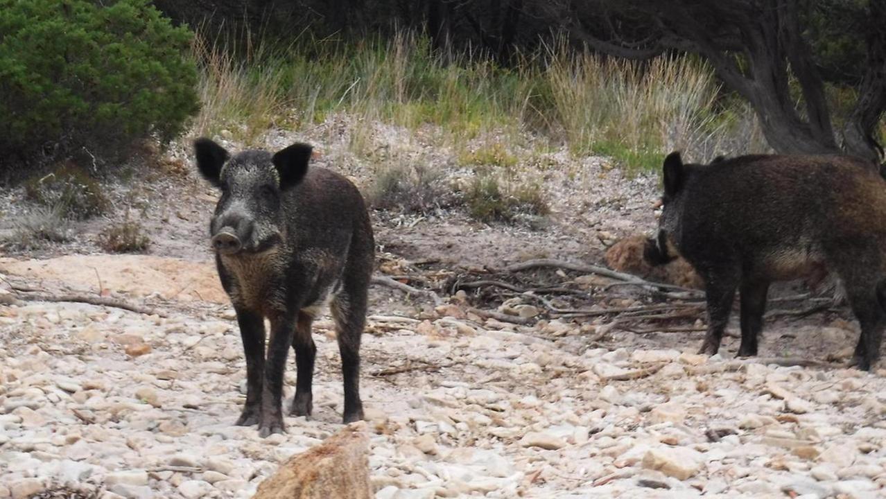 Sardegna isola dei cinghiali: sono più di centomila