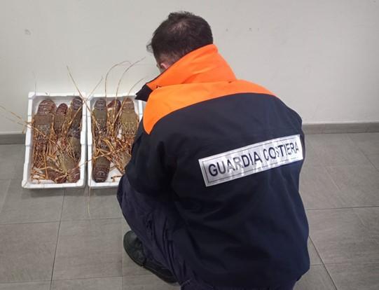 Piombino, vanno a pesca di astici nel periodo in cui è vietata: multa al peschereccio