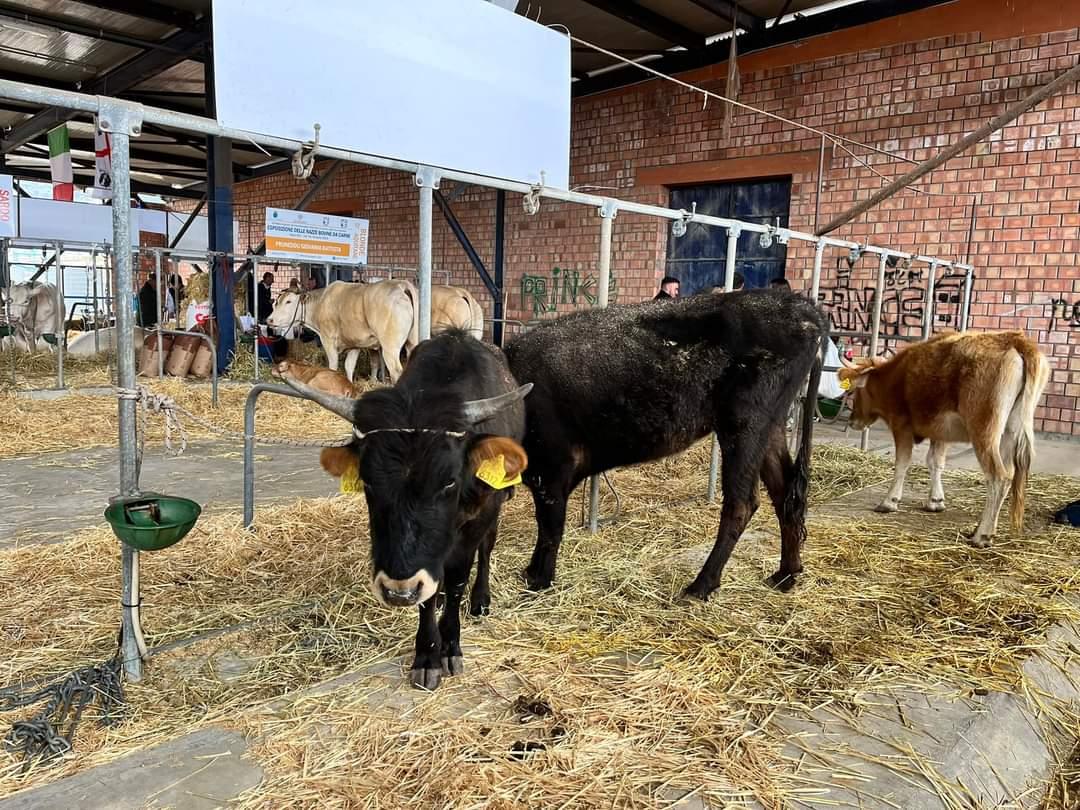 Bovini in mostra ad una fiera