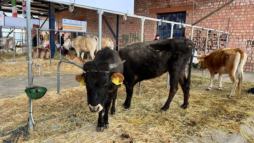 Bovini in mostra ad una fiera