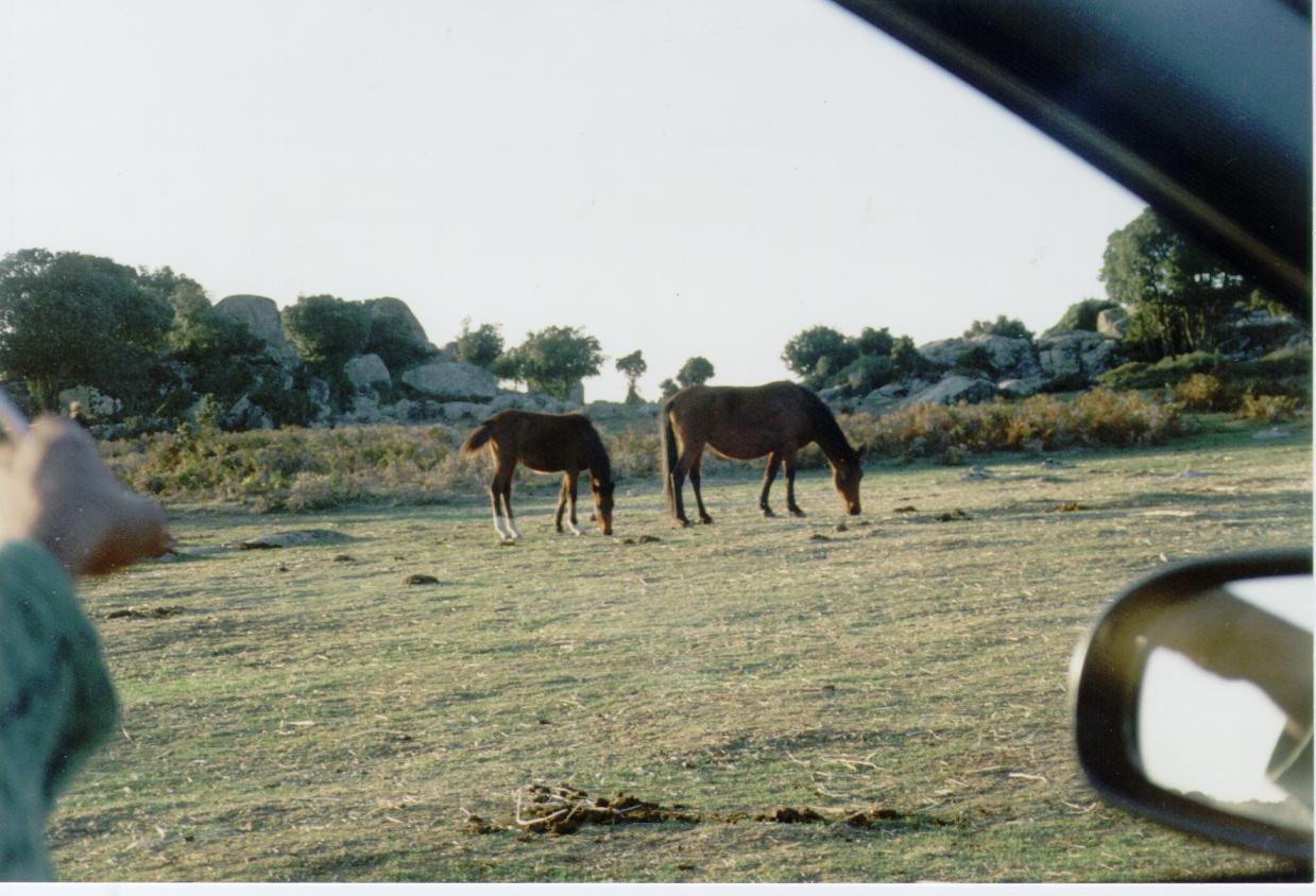 Cade da cavallo, allevatore in coma