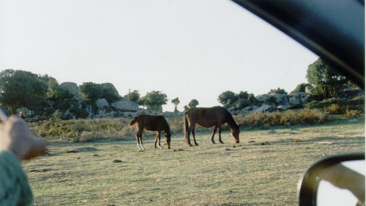 Cade da cavallo, allevatore in coma