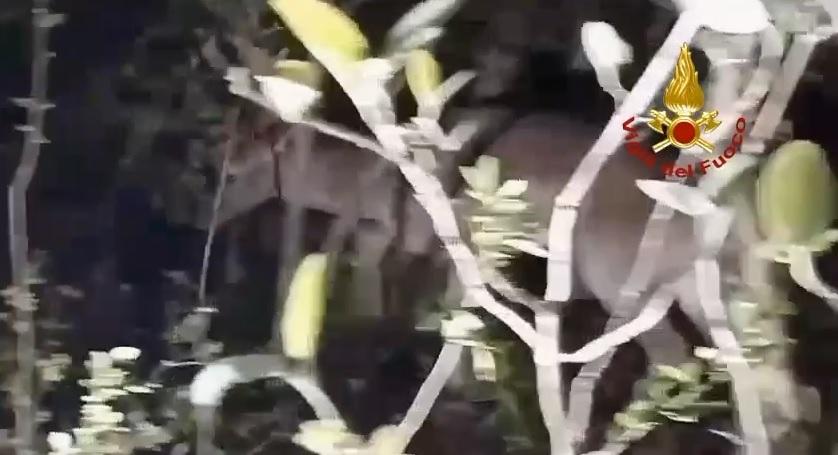 Sestola, soccorso un cervo rimasto impigliato in un telo