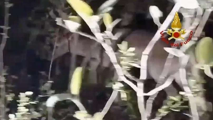 Sestola, soccorso un cervo rimasto impigliato in un telo