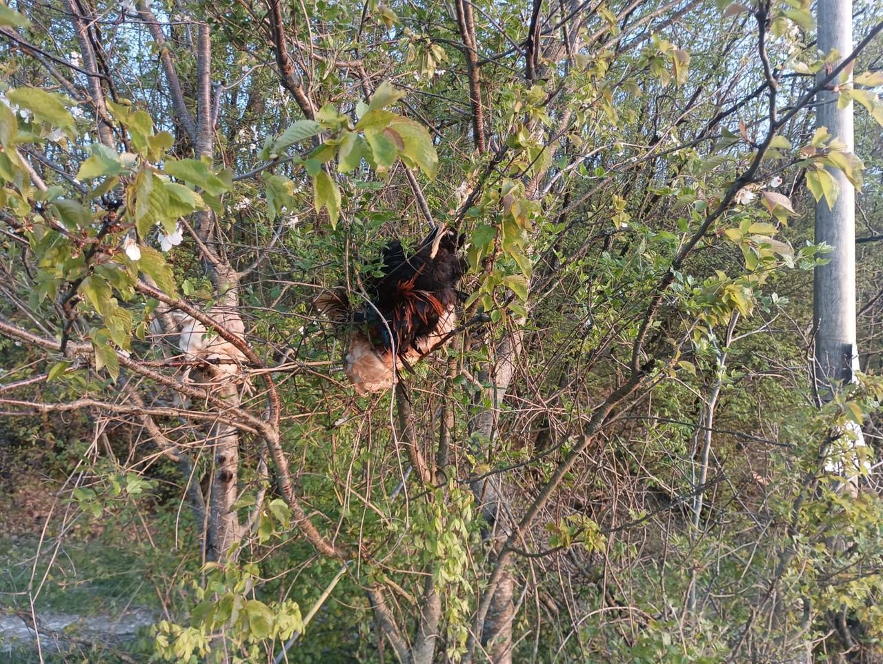Quattro galline morte appese agli alberi: è mistero