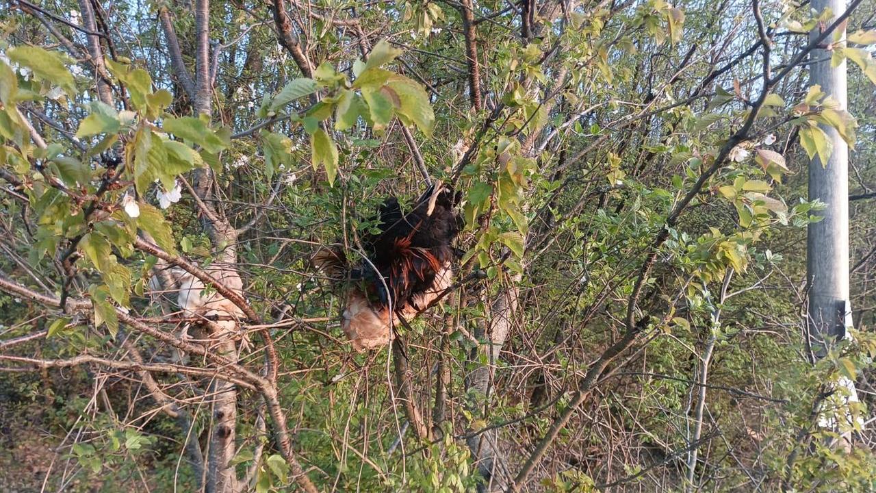 Quattro galline morte appese agli alberi: è mistero
