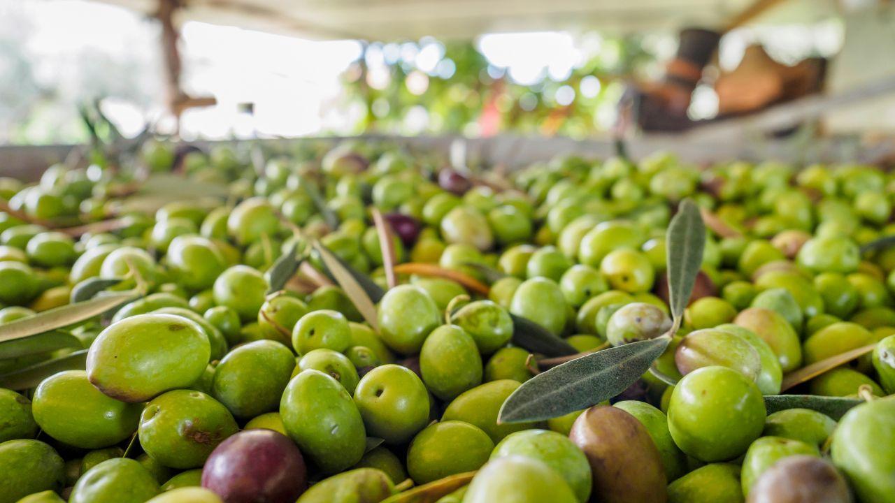 Olio, la Toscana si conferma un'eccellenza 