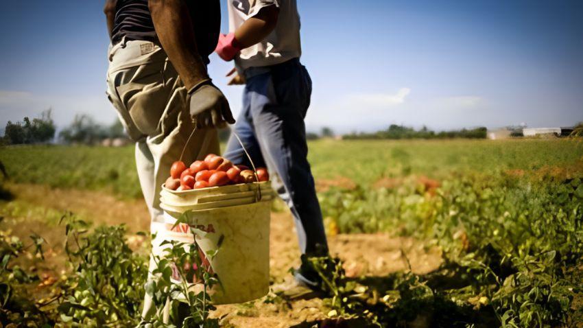 “Braccianti sfruttati e impiegati 12-14 ore”, la reazione di Flai Ferrara per difenderli