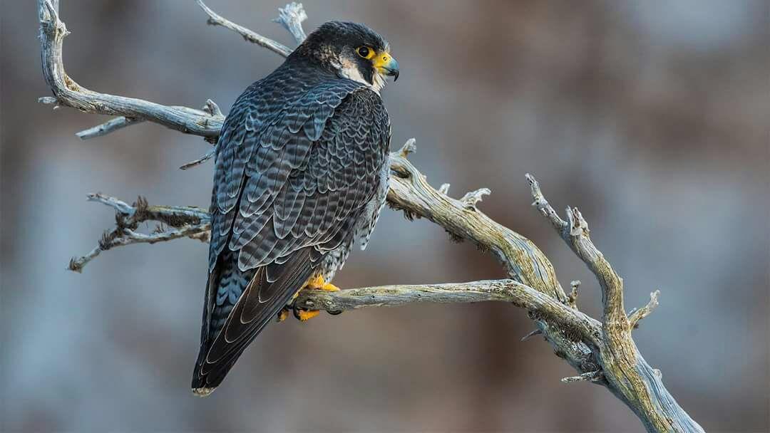Il falco pellegrino “sfratta” escursionisti e climbers