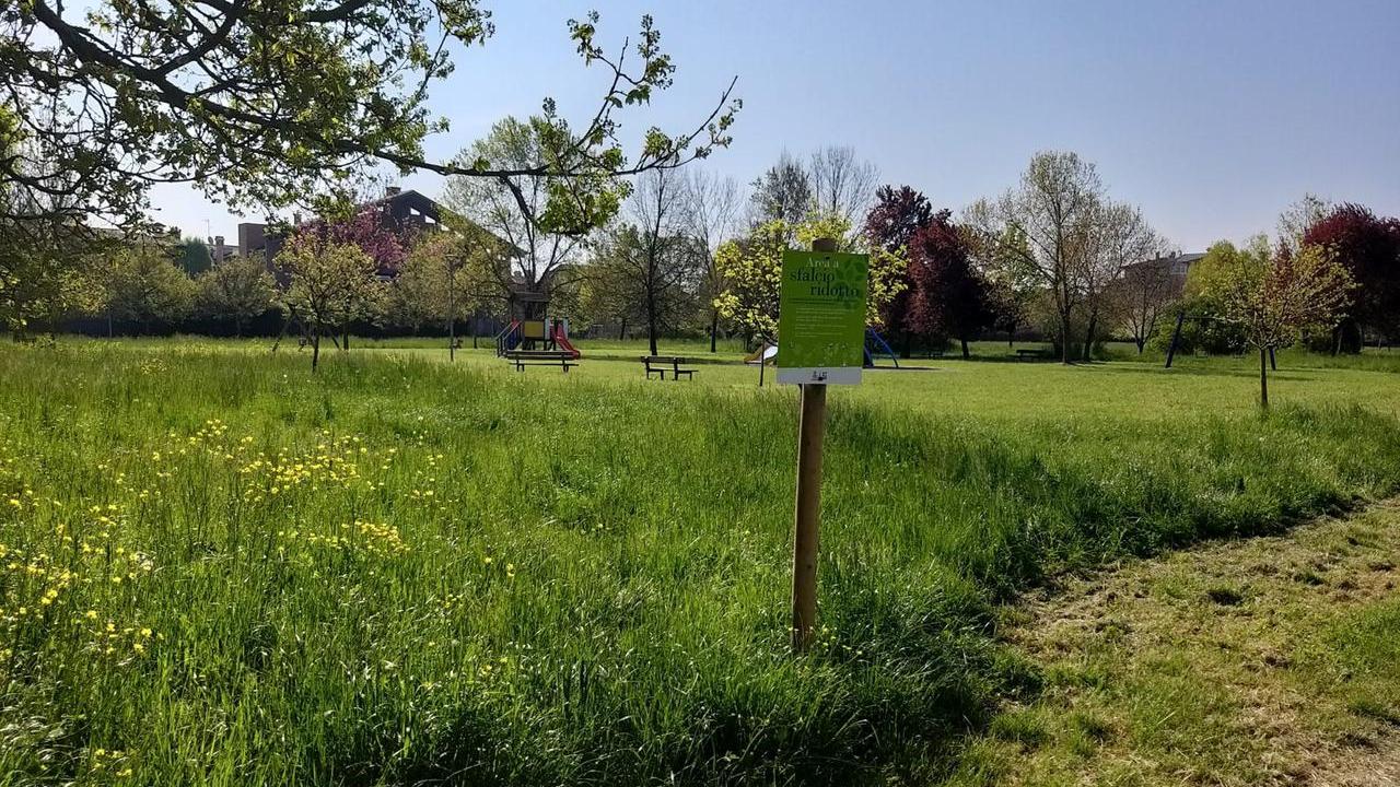 L’erba alta nei parchi ora è voluta: a Reggio si sperimenta lo sfalcio ridotto