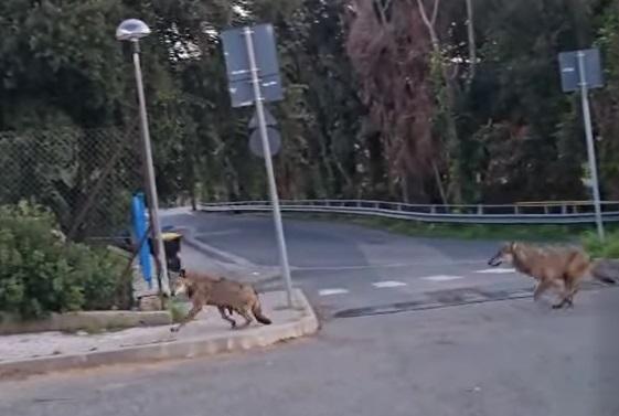 Piombino, due lupi avvistati all’alba tra il campo d’atletica e la piscina – Video