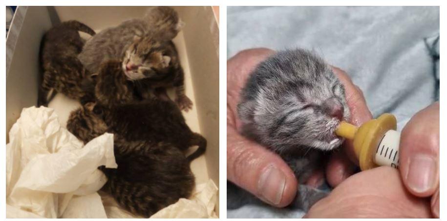 Gattini appena nati chiusi in una scatola e gettati nei rifiuti