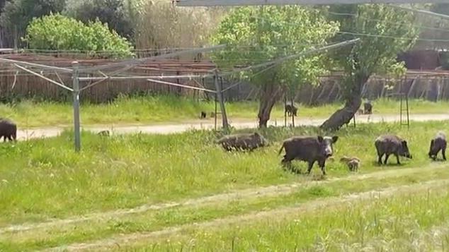 Il branco di cinghiali (foto tratta dal video di Francesca Parisi)