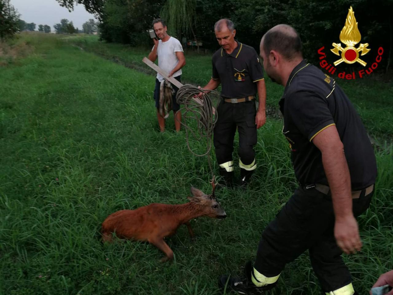 
	Il salvataggio di un capriolo da parte dei vigili del fuoco (immagine d'archivio)

