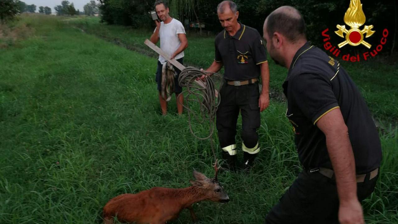 Il salvataggio di un capriolo da parte dei vigili del fuoco (immagine d'archivio)