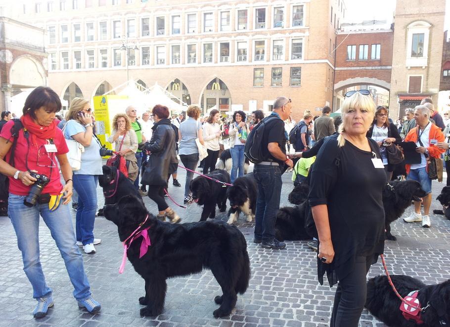Terranova, un cane davvero speciale