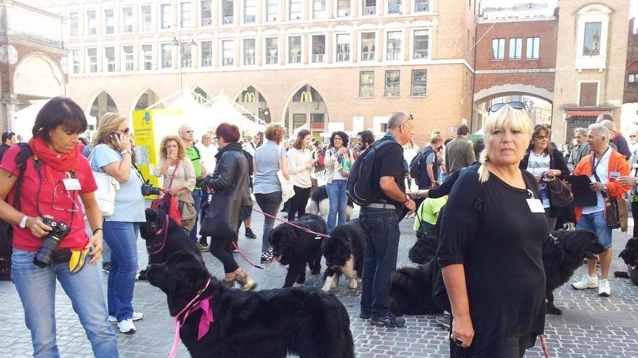 Terranova, un cane davvero speciale