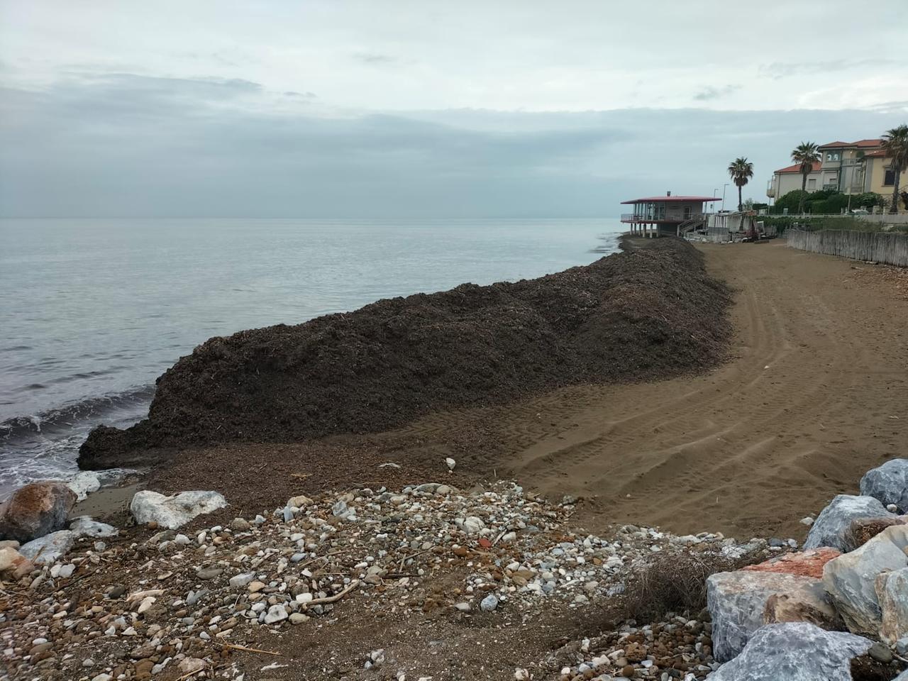 Posidonia spiaggiata, al via la rimozione