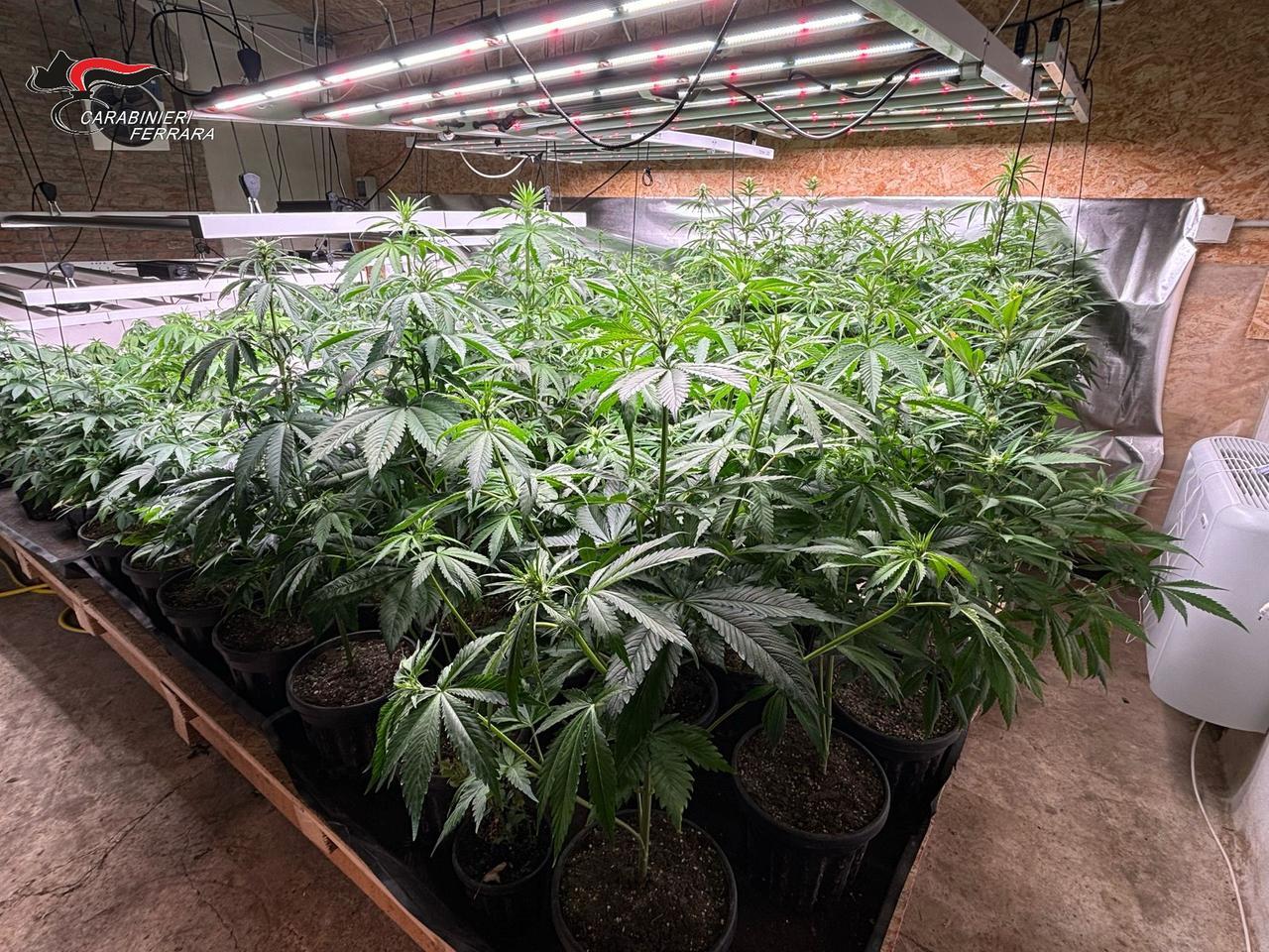 Argenta, trasforma il sottotetto in una serra per la cannabis: arrestato 50enne