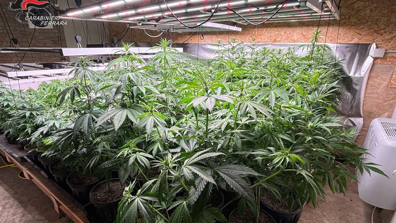 Argenta, trasforma il sottotetto in una serra per la cannabis: arrestato 50enne