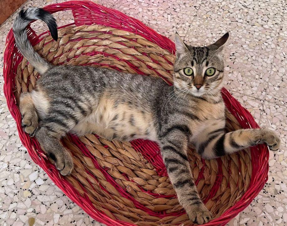 Il gatto Tiger salvato dall’alluvione nella Bassa ora cerca una famiglia