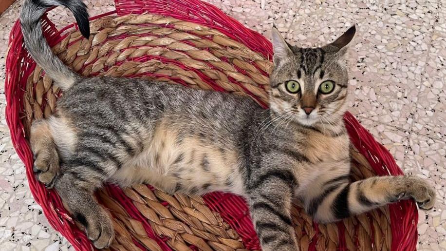 Il gatto Tiger salvato dall’alluvione nella Bassa ora cerca una famiglia