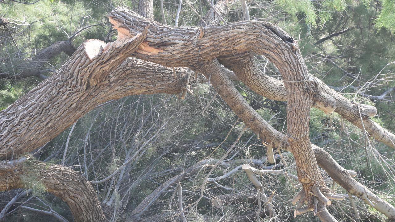
	Allerta per vento forte in Toscana

