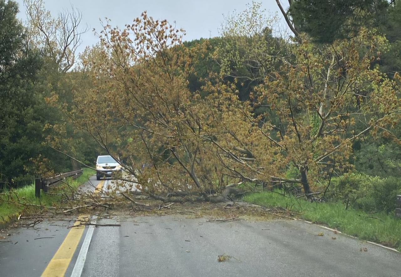 Ortobene, dopo i temporali un albero cade sull’asfalto: traffico in tilt