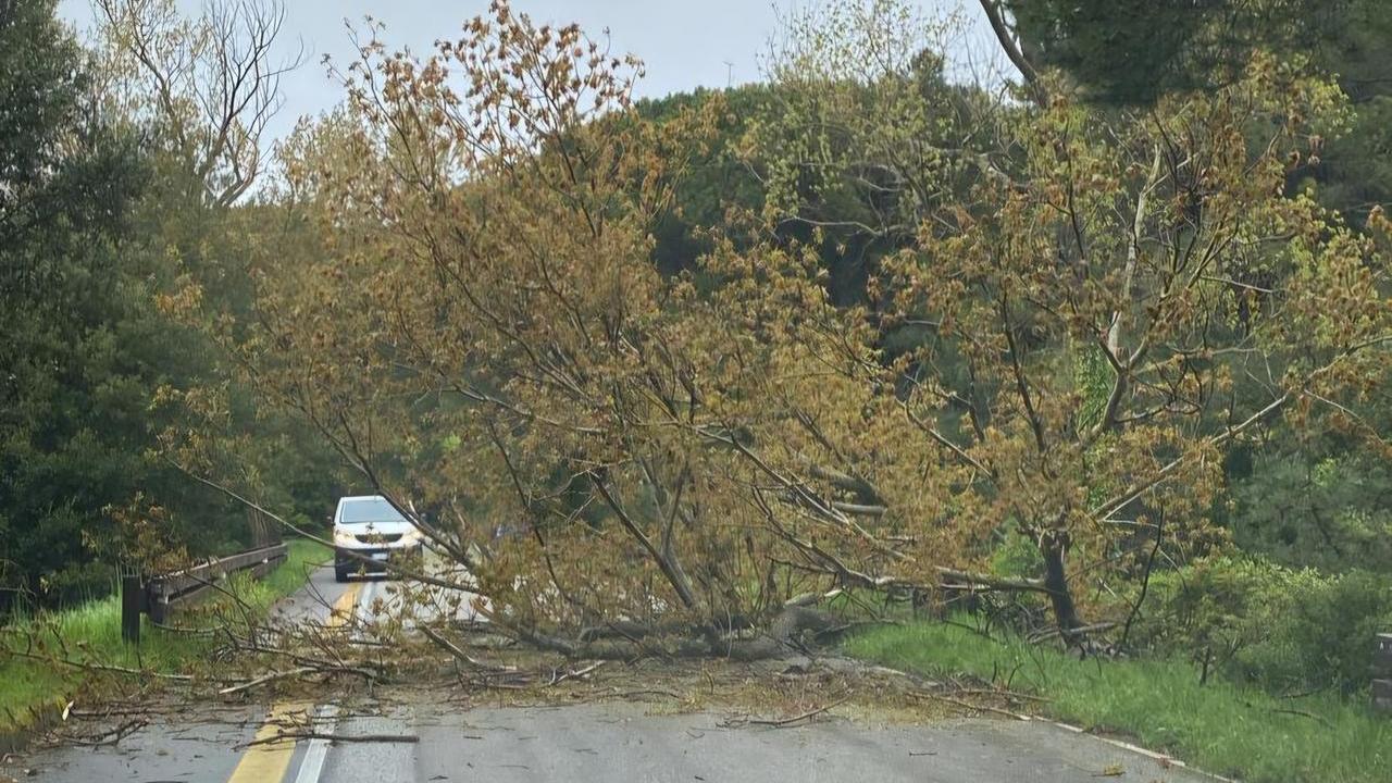 Ortobene, dopo i temporali un albero cade sull’asfalto: traffico in tilt