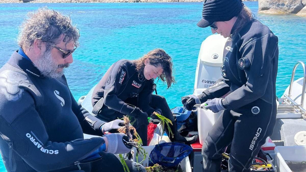 Le barche danneggiano le praterie: parte la riforestazione di posidonia