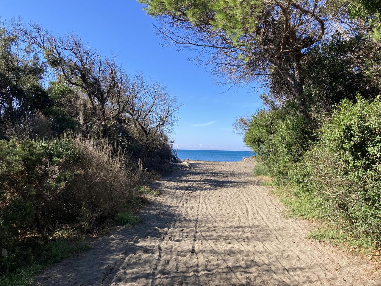 
	Cecina, la pineta del Tombolo

