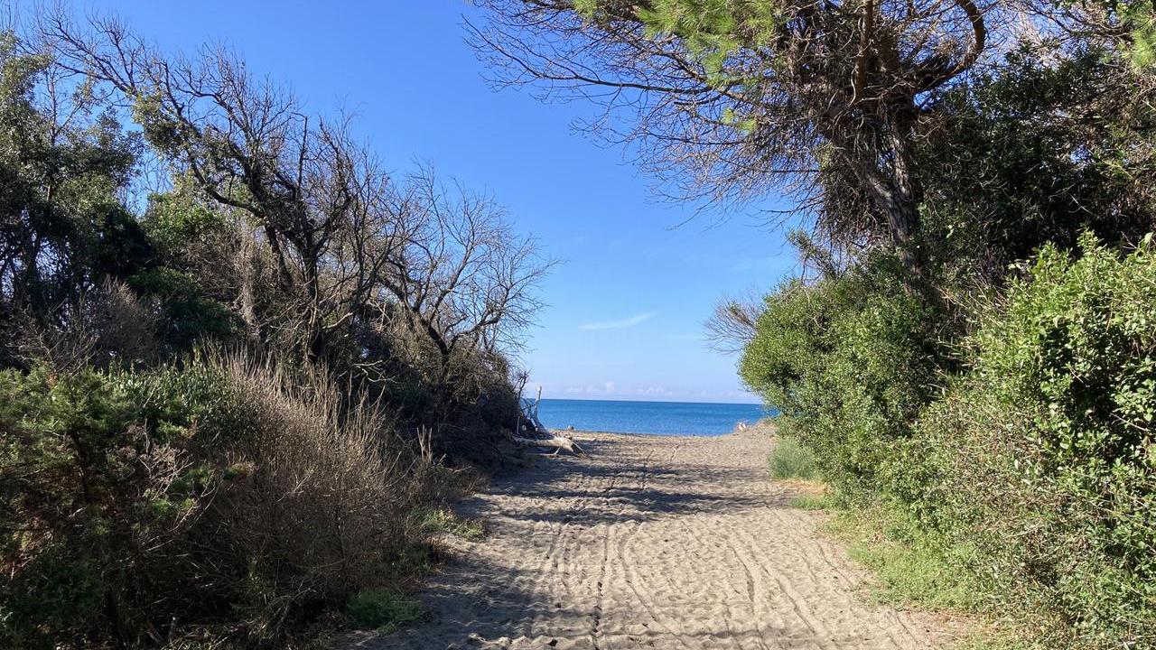 Cecina, la pineta del Tombolo