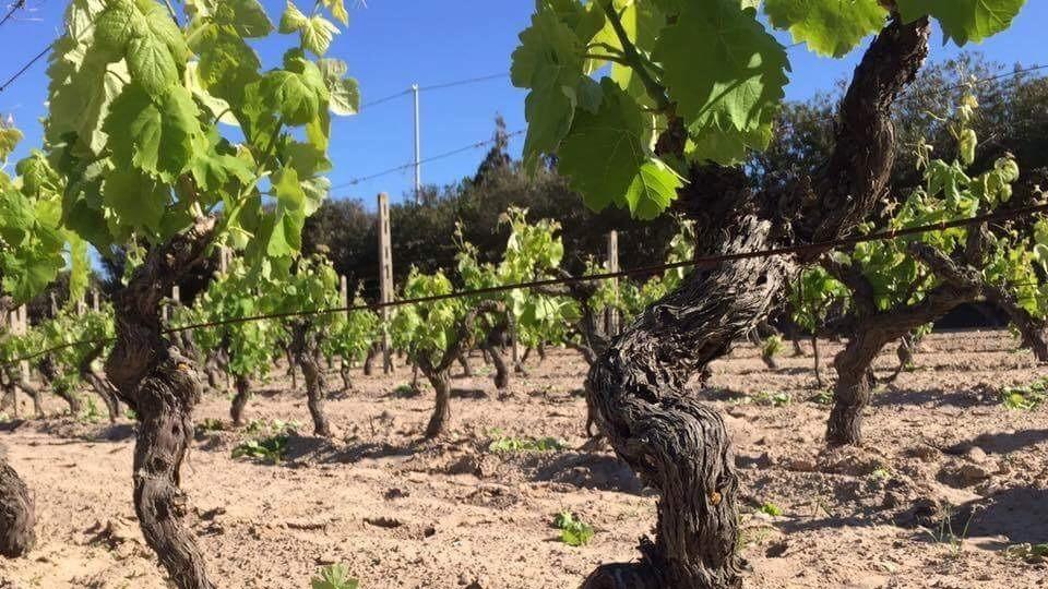 Le bizze del clima mettono a rischio l’agricoltura