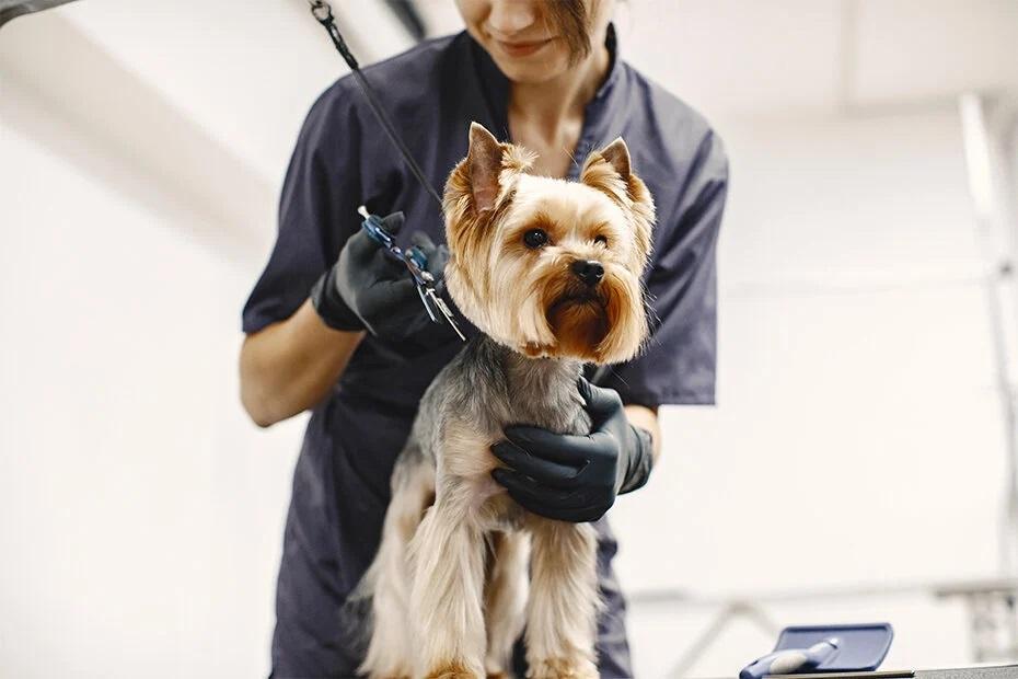 Una toelettatrice al lavoro