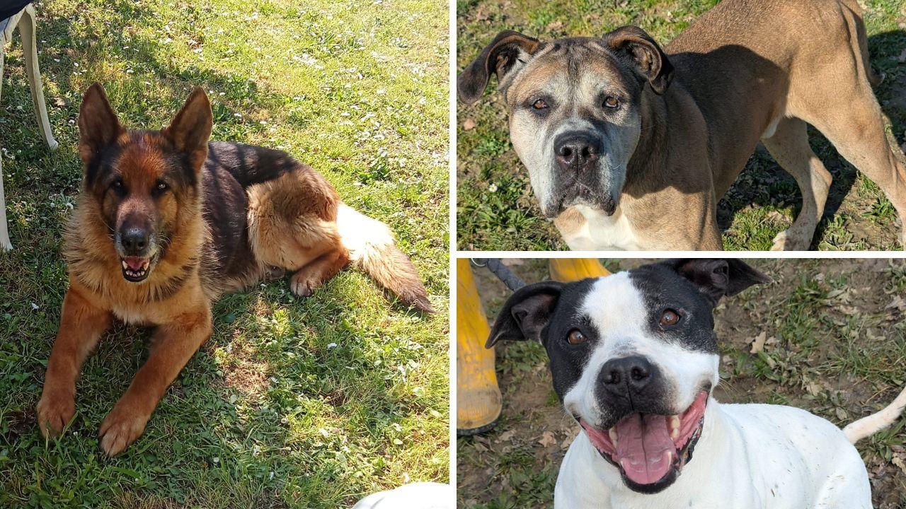 Fedra, già adottata; Artù e Faffy, ancora in cerca di una famiglia