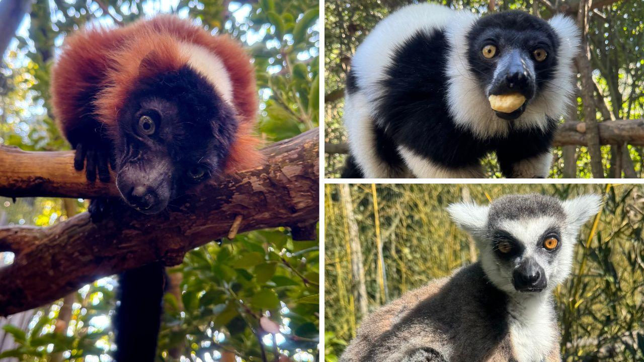 Anastasia e altri Lemuri che vivono nel parco zoologico Gallorose di Cecina