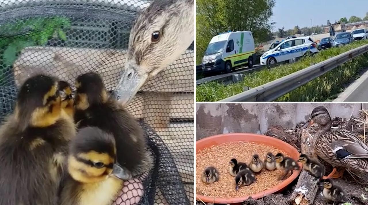 
	Gli anatroccoli salvati in tangenziale

