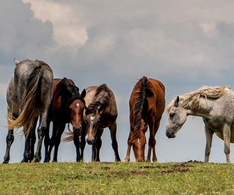 
	I cavalli sulla Calvana

