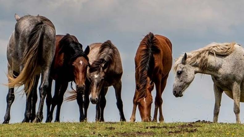 I cavalli sulla Calvana