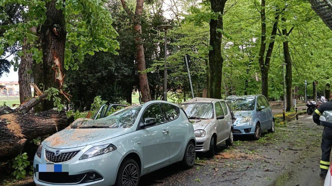 L’albero caduto alla Piagge