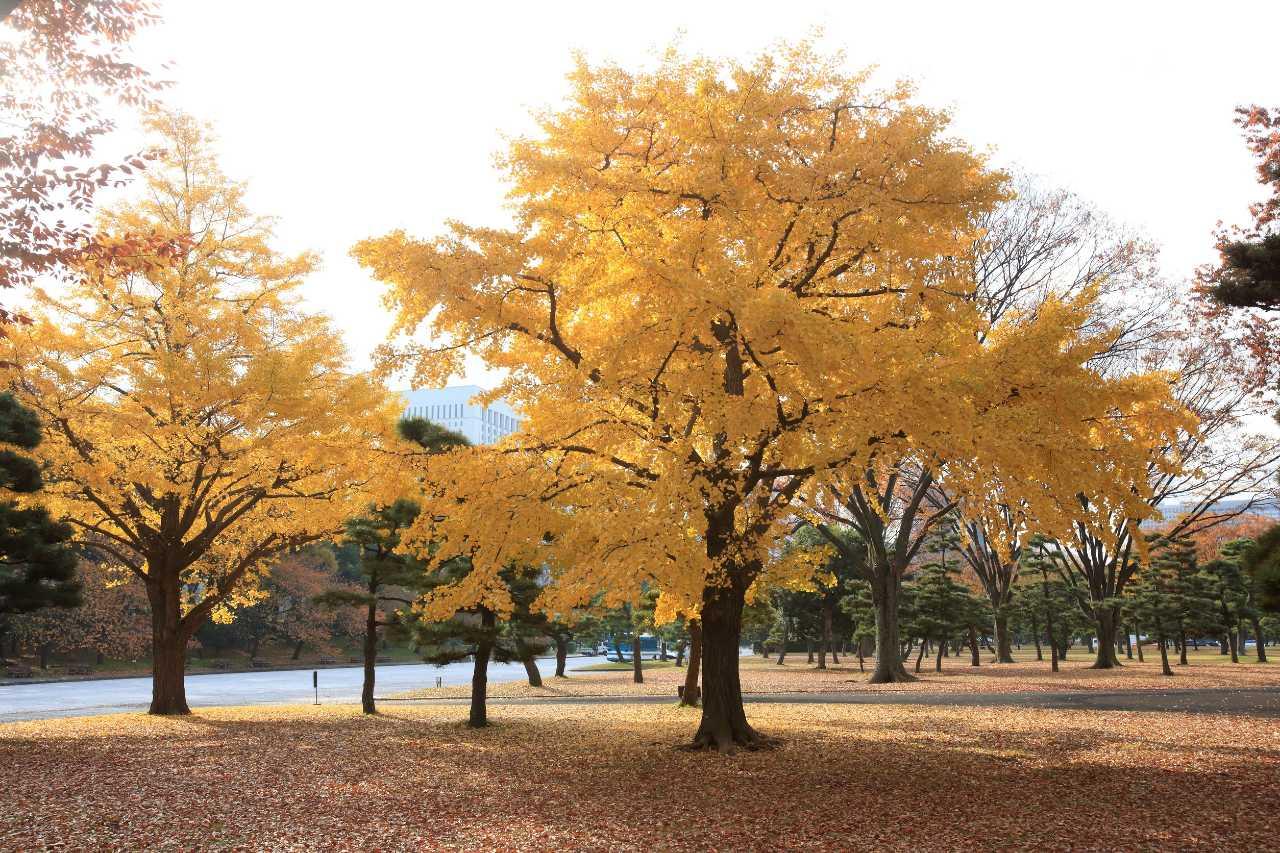 Capannori, il Comune acquista terreni dove piantare alberi contro lo smog