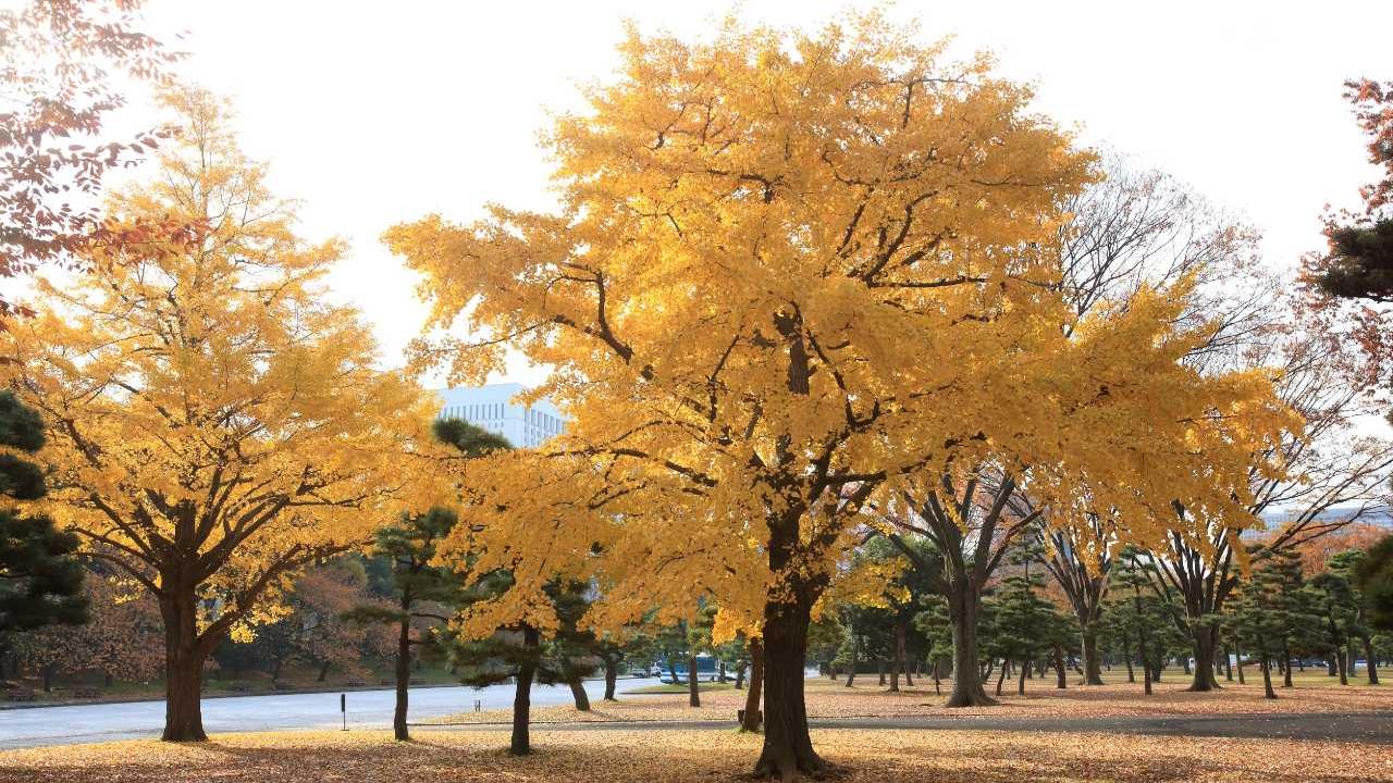 Capannori, il Comune acquista terreni dove piantare alberi contro lo smog
