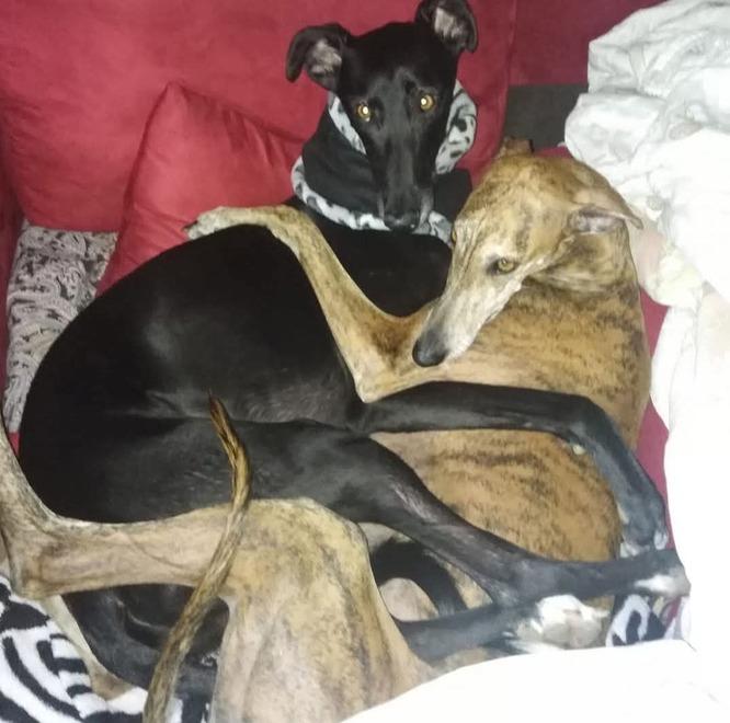 Pisa, a 17 anni ricoverato con la leucemia e la madre lancia l'appello: «Aiutatelo a riabbracciare i suoi cani, vive per loro»