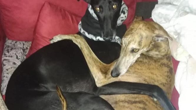 Pisa, a 17 anni ricoverato con la leucemia e la madre lancia l'appello: «Aiutatelo a riabbracciare i suoi cani, vive per loro»