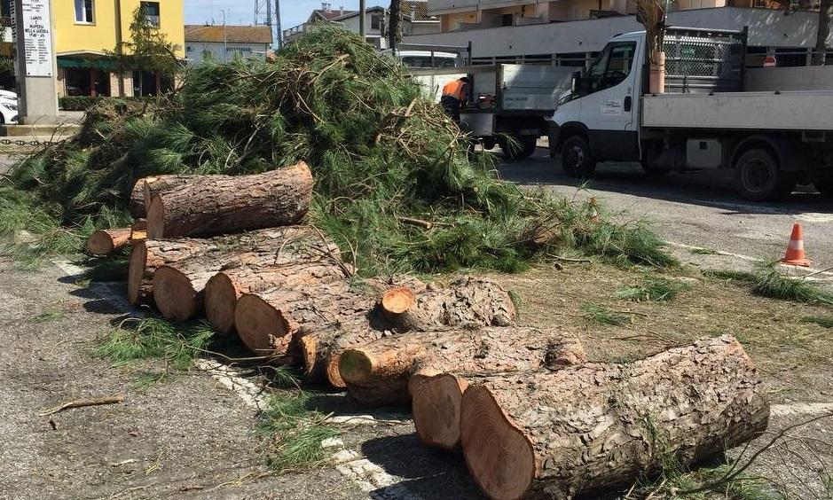 Pini abbattuti a Porto Garibaldi. Il sindaco: “Scelta dolorosa ma necessaria”